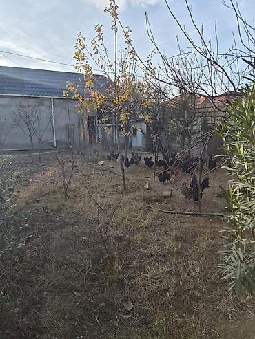Bağ evlərinin satışı: Mehdiabad, 150 kv. m, 4 otaqlı, Hovuzsuz — 2