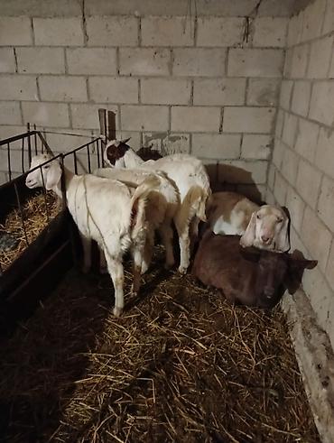 Козы, козлы: Продаю | Коза (самка) | Для разведения — 2
