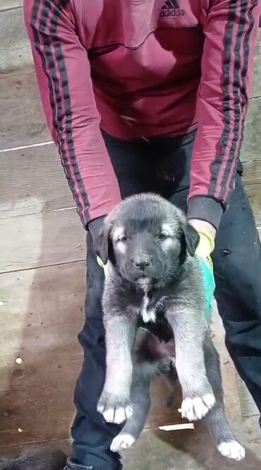 xaski it sekilleri: Kanqal, 2 ay, Erkek, Peyvəndli, Rayonlara çatdırılma, Ödənişli çatdırılma, Ünvandan götürmə