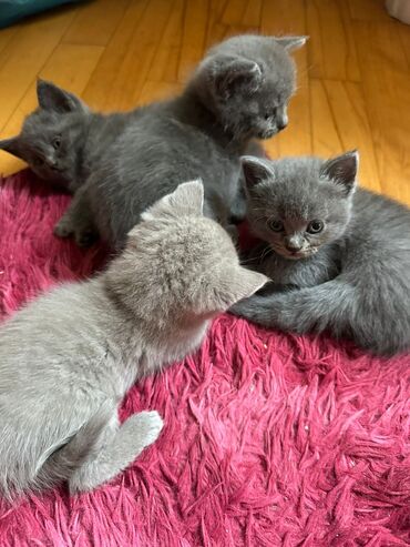 Pişiklər: Dişi, Erkək, Yaxşı əllərə, Ödənişli çatdırılma, Ünvandan götürmə, Rayonlara çatdırılma — 4