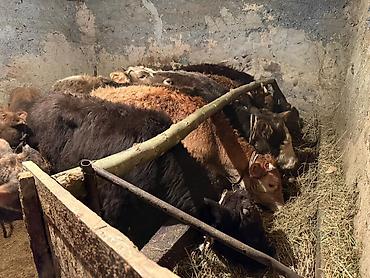 Коровы, быки: Продаю | Бык (самец), Тёлка | Для разведения | Привязанные — 11