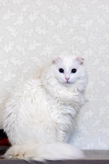Коты: Длинашерстная вислоухая, с голубыми глазами, 1 год, девочка, привитая