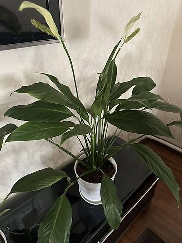покрывалы: Спатифиллум (Spathiphyllum) в горшке - Крупное комнатное растение с — 3