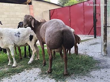 лошадь 1 год: Продаю | Баран (самец) | Гиссарская | Для разведения — 2