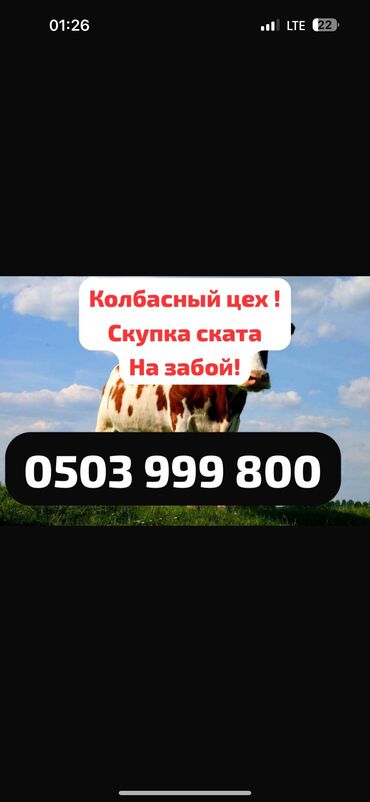 лошадь лошадь: Куплю | Коровы, быки, Козы, козлы, Лошади, кони | Круглосуточно, Любое состояние, Забитый