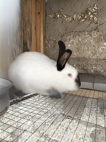 berde mal bazari: Qiymetle bagli zeng edin chun ki her qiymete var 10 manatdan 35 manata — 2