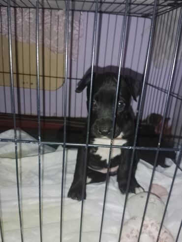 pitpul balası: Pitbul, 1 ay, Dişi, Peyvəndli