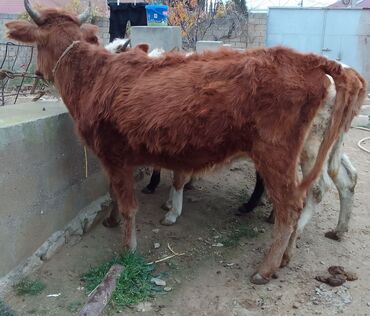 Dana, buzov: Dana, buzov, Dişi, Simental, ay: 4, 40 kq, Damazlıq — 6