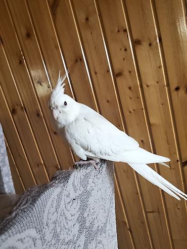 Tutuquşları: Növ: Nimfa tutuquşusu (Cockatiel), albino/lutino-ağ rəng Rəng: Tam ağ — 1