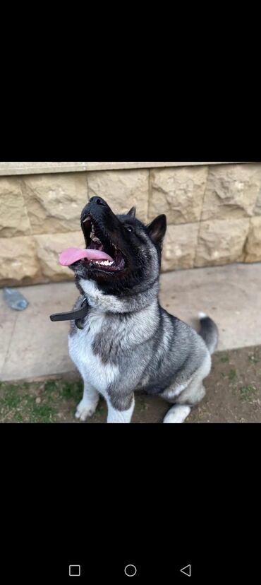 ən ucuz itlər: Akita-inu, 2 il, Dişi, Ünvandan götürmə, Ödənişli çatdırılma