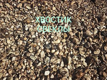 купить фермы: Хвостик свеклы корм для животных доставка сокулук военно антоновка — 1