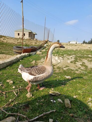 Qazlar: Erkək, | Linda, Ətlik, Ünvandan götürmə