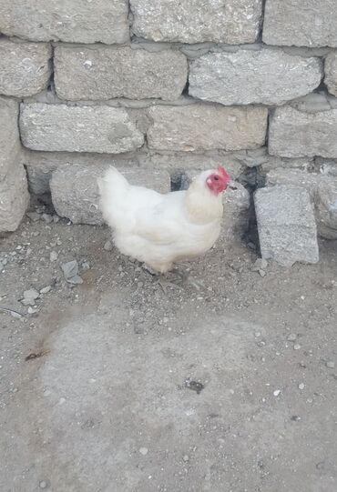 Salam.bir eded temiz Avstralop slmam sortu toyuq satilir.yumurtuyur