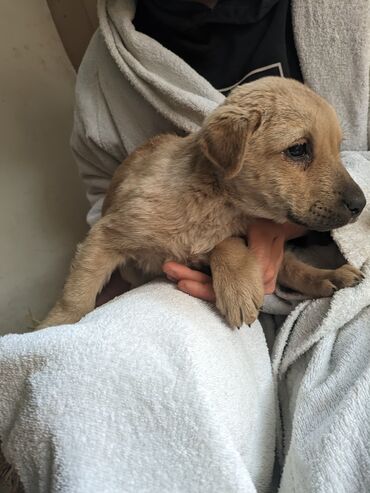 Отдам даром собаку: Щенки метисы, короткошёрстные, среднего предполагаемого размера. Окрас — 12