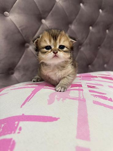 Pişiklər: Britan — 14