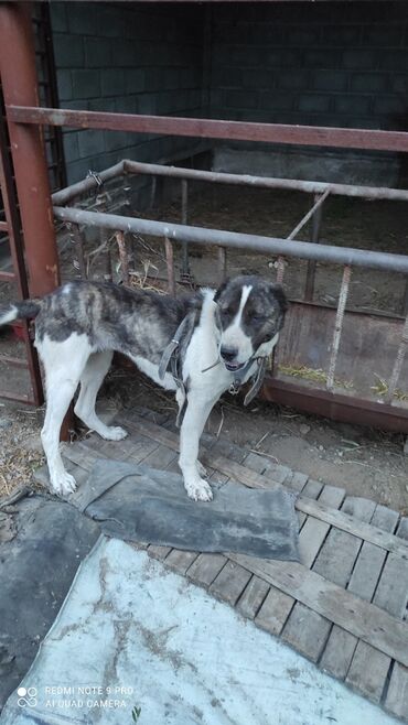 собака охотничая: По 3.5лет продаю немецкая офчарка алабай