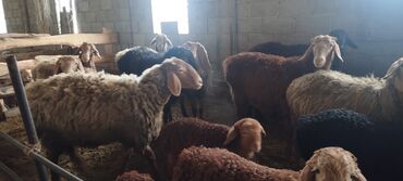 Бараны, овцы: Продаю | Овца (самка), Ягненок, Баран (самец) | Арашан | Для разведения | Осеменитель, Матка, Ярка
