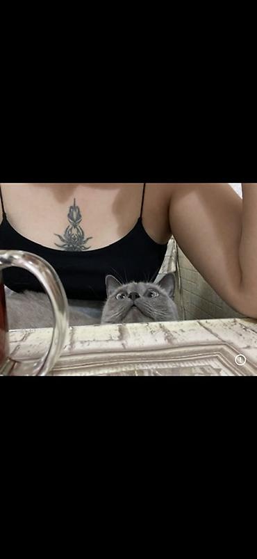 самоед цена: Тайская, более 5 лет, Девочка, Приучена к лотку — 5