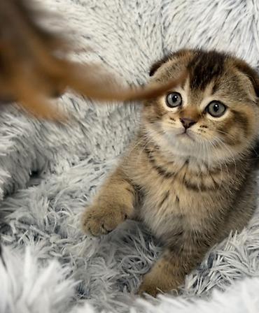 Продажа кошек: Шотландские котята - Порода: шотландская (скоттиш). На фото — один — 2