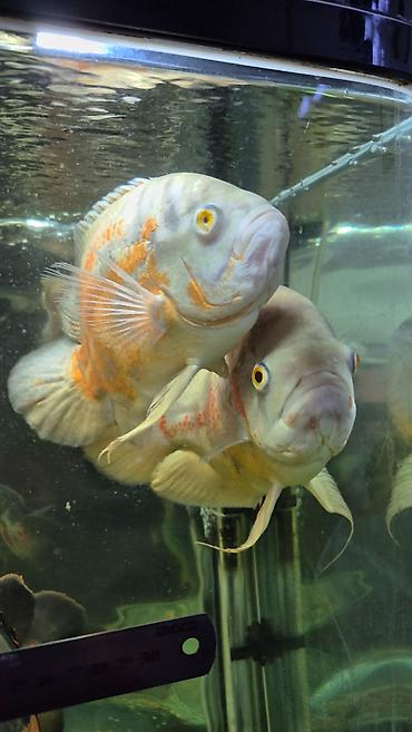 Балыктар: Астронотусы (Oscar, Astronotus ocellatus) — крупные декоративные — 2