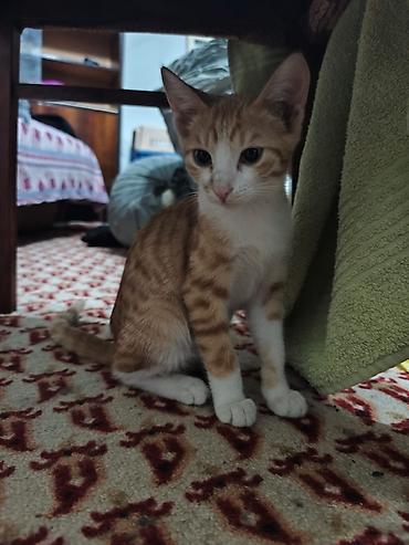 Продажа кошек: КОТЁНОК МАЛЬЧИК 2,5 МЕСЯЦА. Милый рыжебелый котёнок с короткой — 19