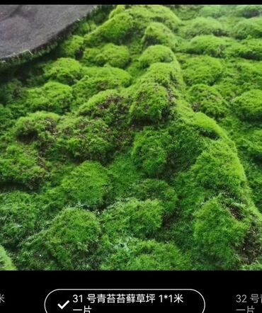 Digər bitkilər: Məhsul: Təbiətvi̇ zolaqlı yosun/mahov örtüyü – hazır plitələr Təsvir — 4