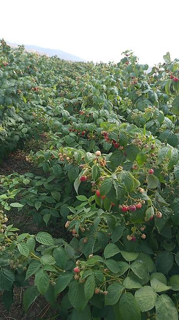 Продажа участков: 200 соток, Для бизнеса, Договор купли-продажи at lalafo.kg — 6 Продажа участков: 200 соток, Для бизнеса, Договор купли-продажи — 6