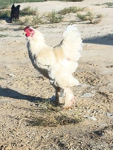 mayalı yumurta satışı: Brahmalar Ağ xoruz 100 manat Light xoruz 50 man Fərələr 40 man hamısı — 1