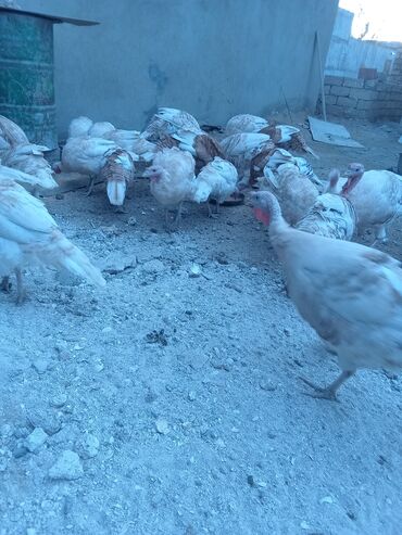 Hinduşka: Öz həyətimdə saxladığım hinduşkalar ətlik və damazlikdir. 60.manatdan — 3