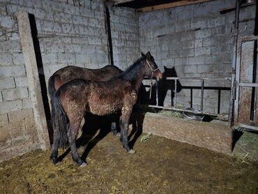 Лошади, кони: Продаю | Кобыла (самка) | Рабочий — 5