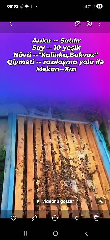 bala qoyun: Arılar satılır - Say: 10 yeşik (ailə) - Növ: “Kalinka”, “Bakvaz” - — 1