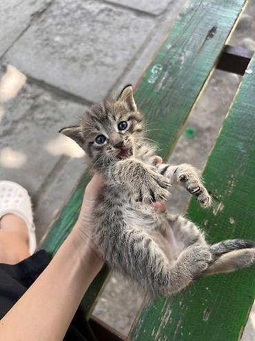 чипирование: Котёнок, полосатый серо-рыжий табби. - Примерный возраст: очень — 2