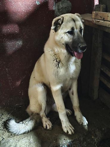 kangal satilik: Kanqal, 7 ay, Dişi, Peyvəndli — 7