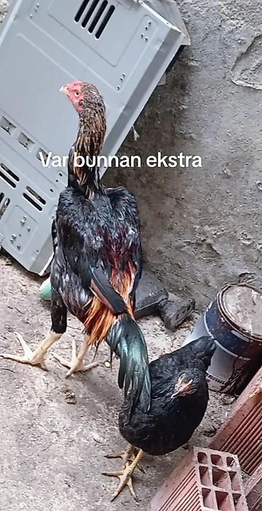 Xoruz, il: 1