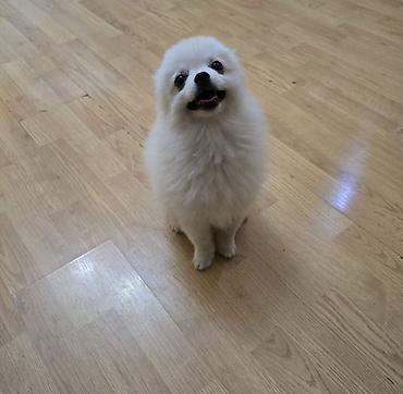 pomeranian mini: Şpitz, 7 ay, Erkək, Ünvandan götürmə — 5