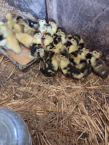 quşlar: Muscovy ördək balaları (indo-ördək civcivləri) - Cins: Muscovy — 4