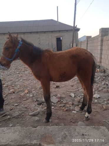 Лошади, кони: Продаю | Жеребенок | Рабочий — 14