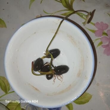 Садовые цветы и кустарники: Семена цветка: Самовывоз, Платная доставка — 13