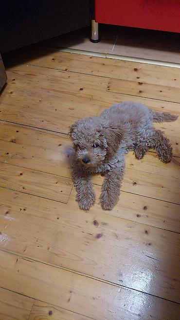 poodle mini: Pudel, 3 ay, Dişi, Peyvəndli, Ünvandan götürmə — 2