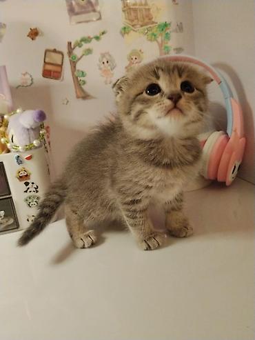 Кошки: Шотландская вислоухая — 2