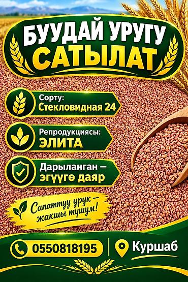 уголь көмүр: Буудай урук сатылат сорт стекловидная 24 элита.тазаланган — 1
