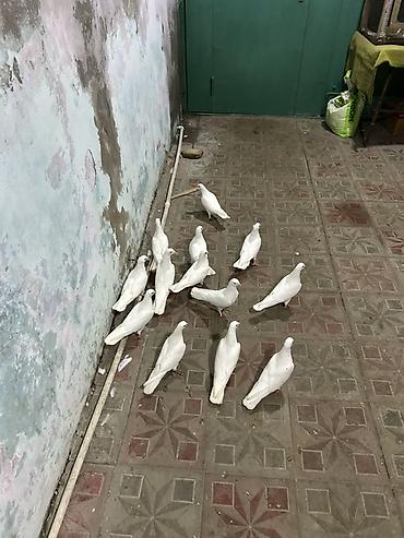 quş bazarı: Hamsi az quyrg tutulma heyvanlardi — 5