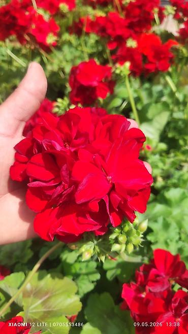 bambuk gülü: Məhsul: Qırmızı sardunya (Pelargonium) saksı gülü Təsvir: - Parlaq — 1