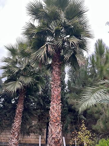 agaclar: Palma Vaşinqton palmalarin bütün razmerler ən ucuz qiymət. 3 metrden — 7