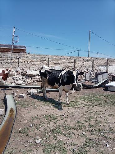 Inəklər, öküzlər: Südlük inək – 4 baş - Cins: qarışıq südlük (qara-ağ və ağ-qəhvəyi — 4