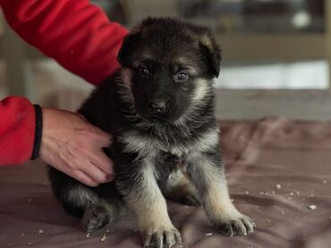 бельгийская авчарка: Овчарка, 1 месяц, Самец