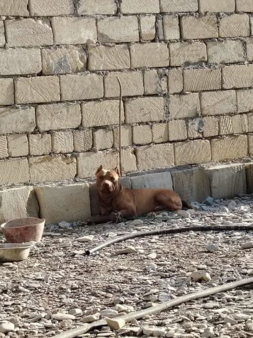 pıtbul: Pitbul, 1 il, Erkek, Peyvəndli, Ünvandan götürmə