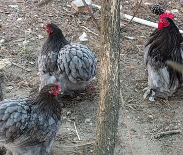 pişiyə verilən adlar: 1 Xoruz 2 fərə Karlik Koxinlər 4.5-5 aylıqdılar xoruz aktifdi fərələr