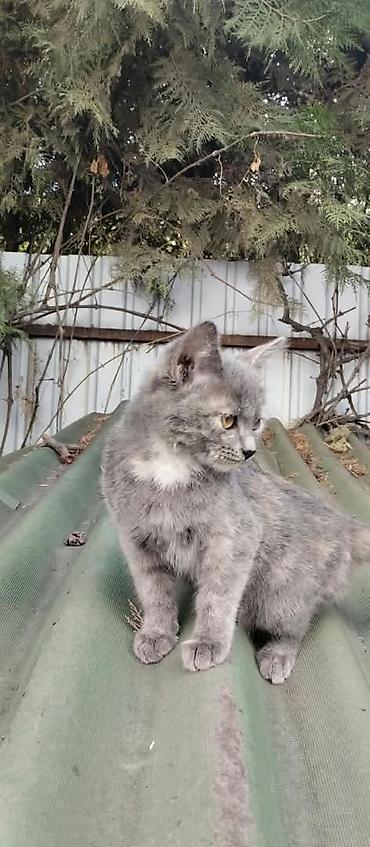 котёнок бесплатно: 3 месяца, Девочка, Приучена к лотку — 1