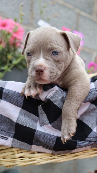 Продажа собак: Американский булли, 1 месяц, Самец, С родословной, С прививкой — 12